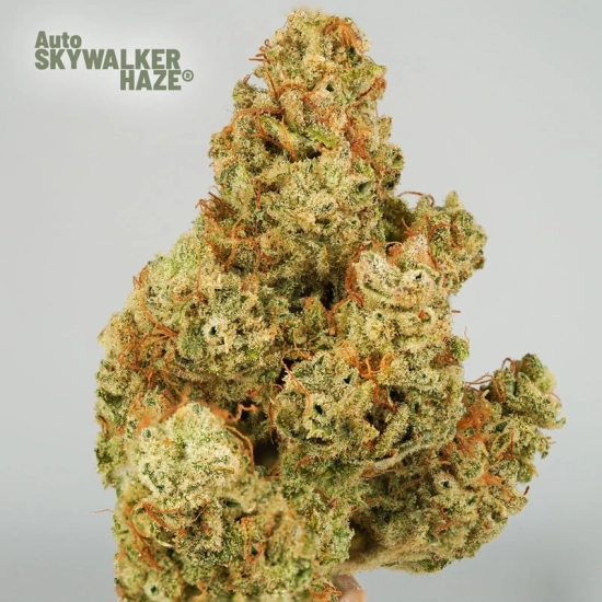 Auto Skywalker Haze