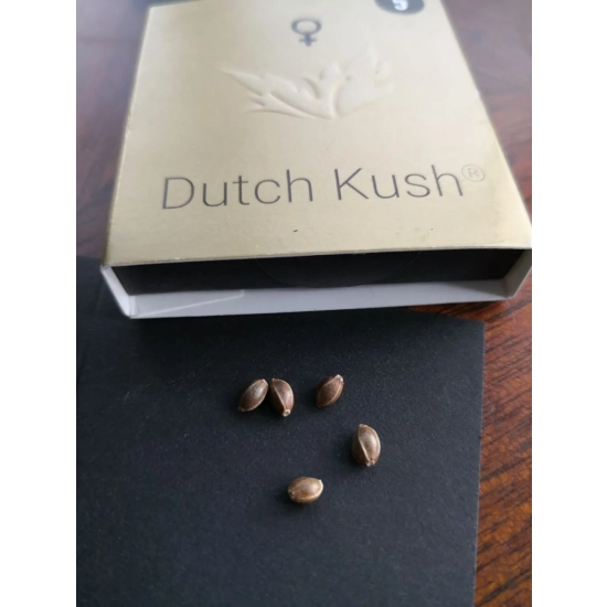 Dutch Kush