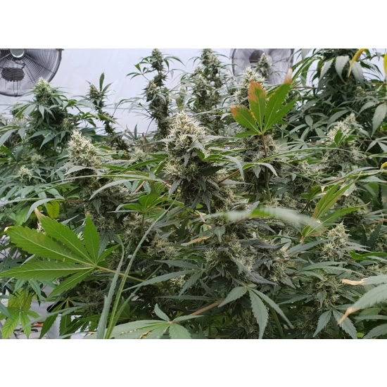 Lemonade Auto